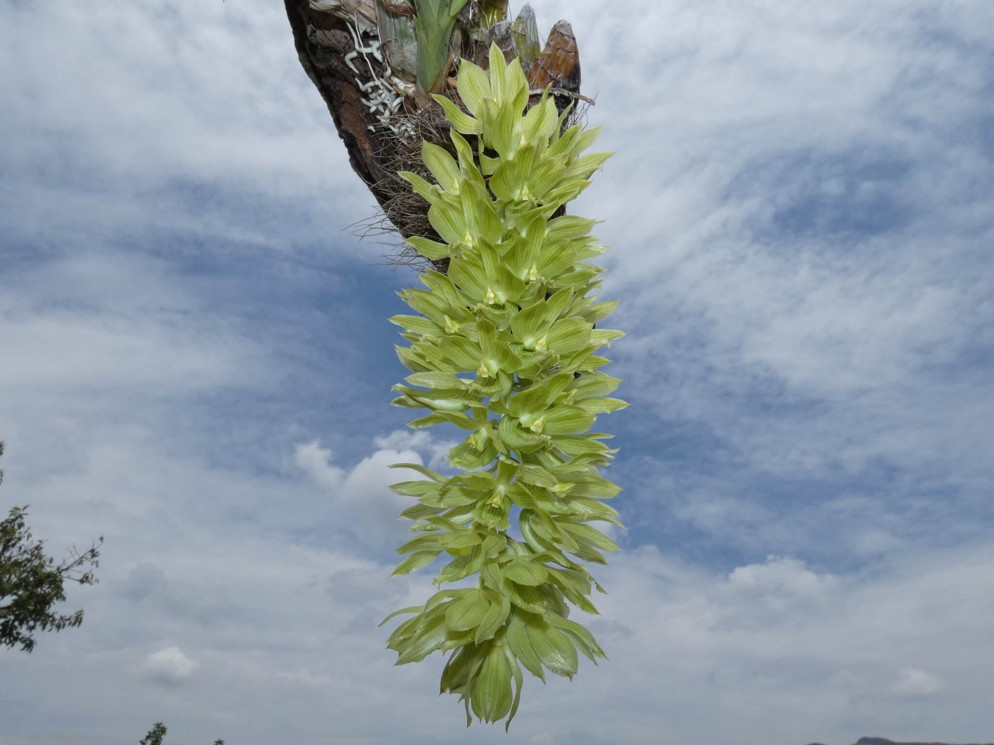 Clowesia thylaciochila